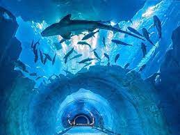 Dubai Aquarium and Underwater Zoo - Image 3