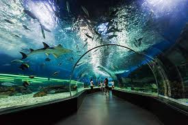 Dubai Aquarium and Underwater Zoo - Image 5