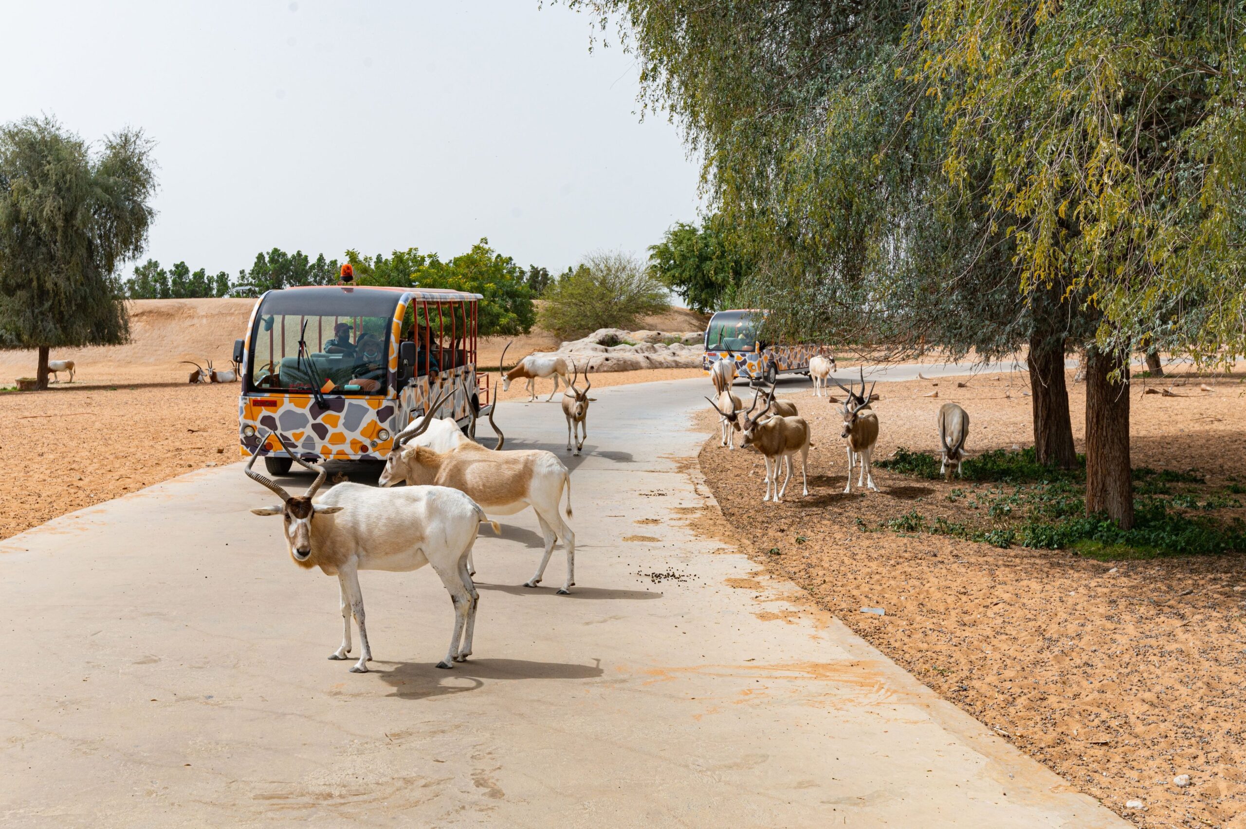 Dubai Safari Park - Image 3
